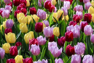 Assortment of Colorful Dutch Tulips clipart
