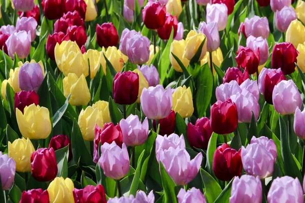 Асортимент барвисті тюльпани Голландська — стокове фото