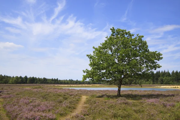 Lonely Tree in Purple Fields of Heather — Stock Photo, Image