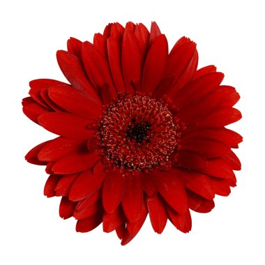 koyu kırmızı gerbera papatya