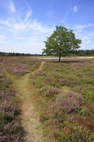 stock image Lonely Tree in Purple Fields of Heather