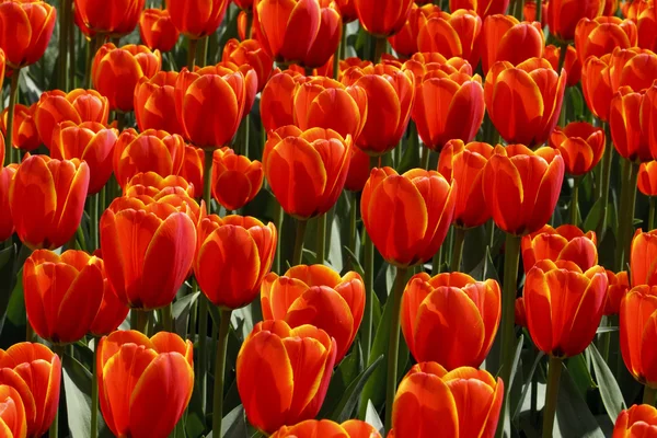 stock image Group of Orange Dutch Tulips