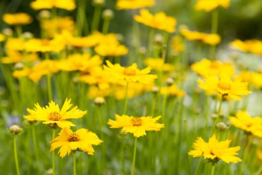 Group of Large-Flowered Tickseed Flowers clipart