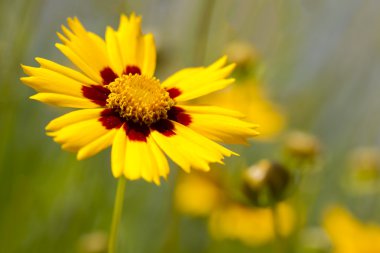 Lance-Leaved Tickseed Flower