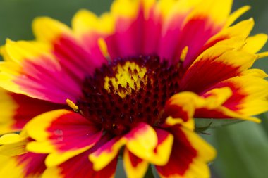 closeup ortak blanketflower