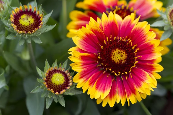 stock image Closeup of a Common Blanketflower