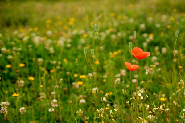 stock image Red Flower