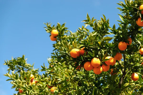Portakal ağacı Telifsiz Stok Imajlar