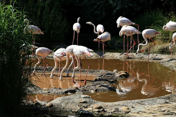 Flamingolar — Stok fotoğraf