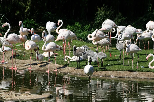 Flamingos — Stock Photo, Image