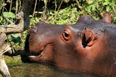 Hippo in water clipart