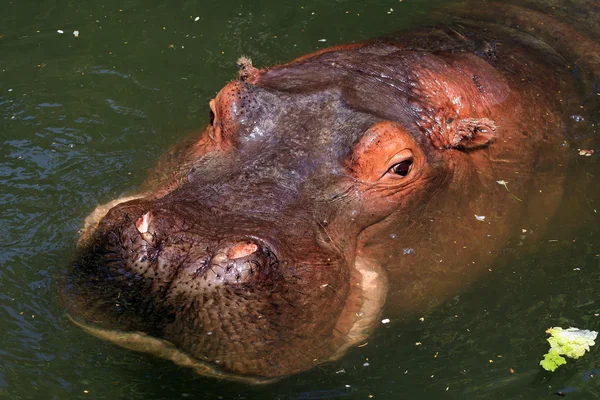 Hipopótamo en agua — Foto de Stock