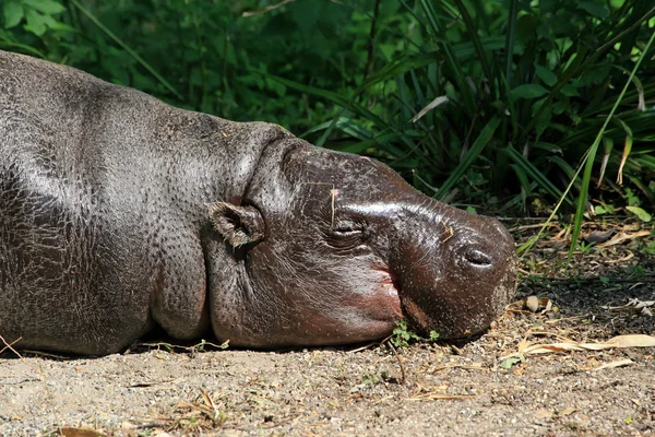 Hippo in de zon — Stockfoto