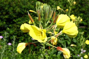 Evening primrose plants clipart