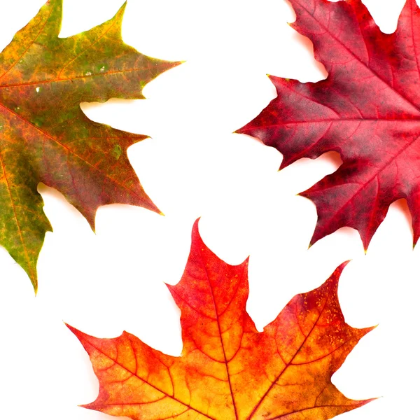 Reihe von schönen Herbstblättern. — Stockfoto