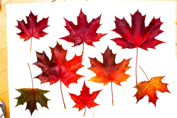 Reihe von schönen Herbstblättern — Stockfoto