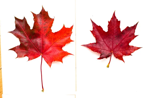 Reihe von schönen Herbstblättern — Stockfoto