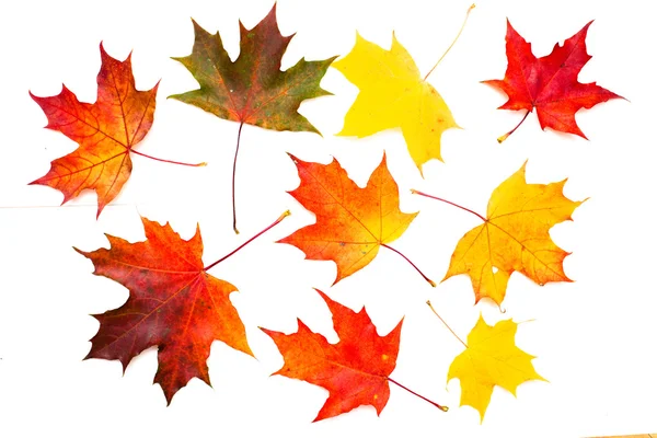 Набор красивых осенних листьев — стоковое фото