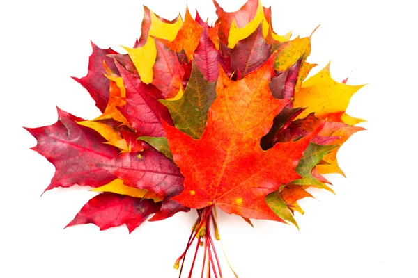 Verzameling van mooie herfst bladeren — Stockfoto