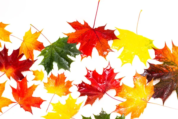 套的美丽秋天的树叶 — 图库照片