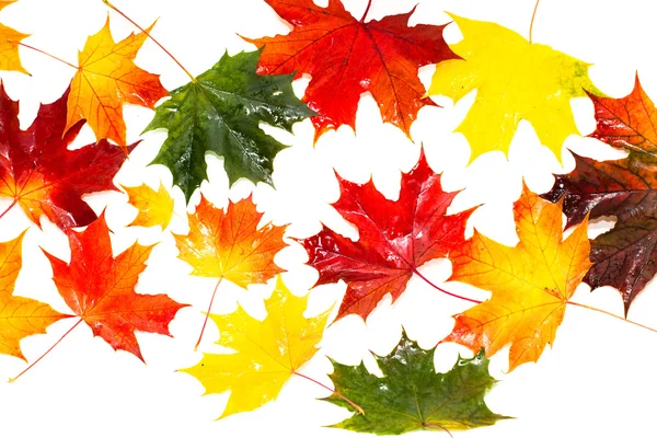 Zbiór pięknych liści jesienią — Zdjęcie stockowe