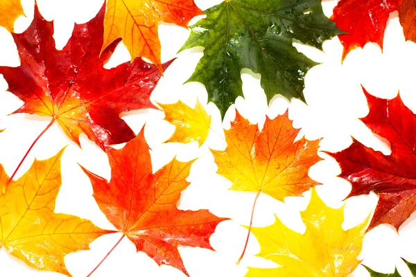 Conjunto de hermosas hojas de otoño —  Fotos de Stock