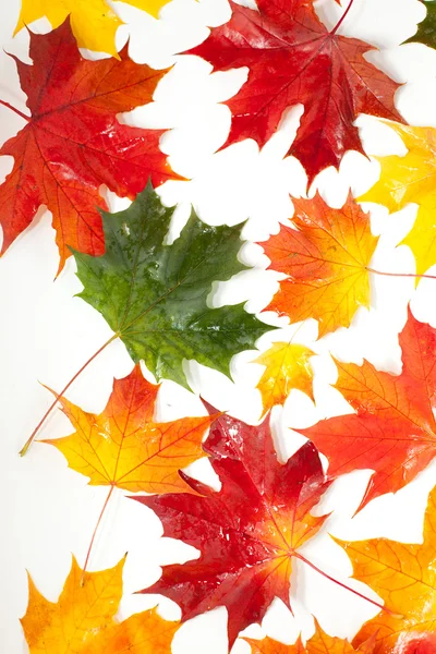 Conjunto de belas folhas de outono — Fotografia de Stock