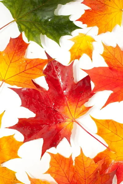 套的美丽秋天的树叶 — 图库照片