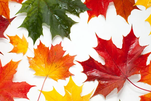 Conjunto de belas folhas de outono — Fotografia de Stock