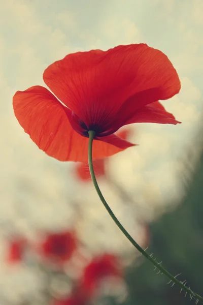 stock image Red poppy against blue cloudy sky