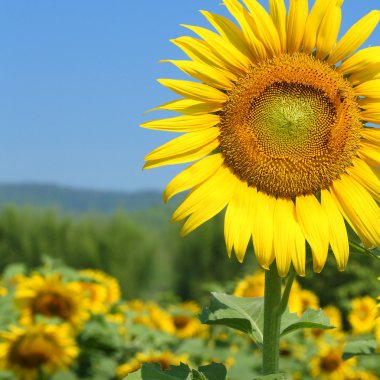 Sunflower clipart