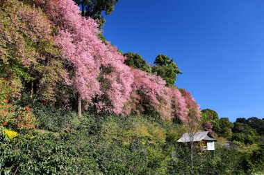 sakura çiçek çiçek açan küçük kulübe, chiangmai, Tayland