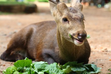 Deer eating clipart