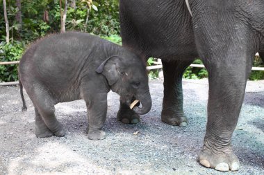 Baby asia elephant. clipart