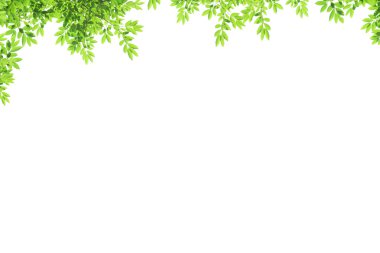 Leaf over white background clipart