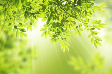 Green leaves background clipart