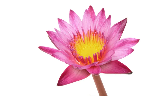 Pink lotus isolated white — Stock Photo, Image