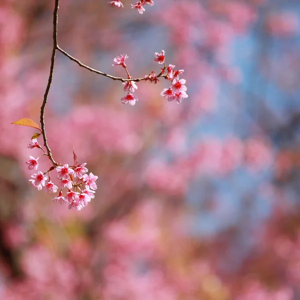 stock image Sakura flowers background.