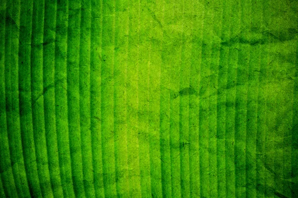 Grunge 绿色纸叶纹理背景 — 图库照片