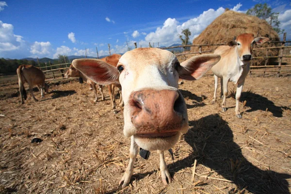 stock image Cow in field