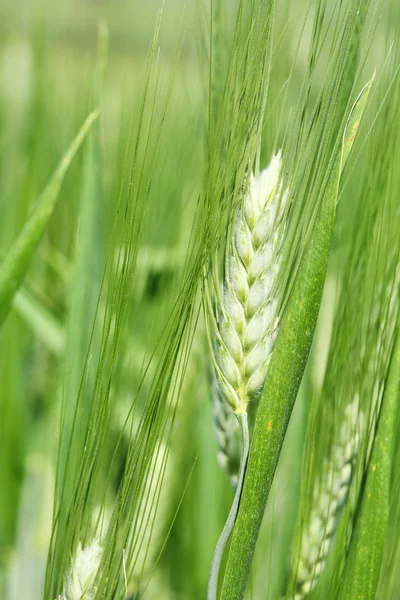 Barley - wheat. — Stock Photo, Image