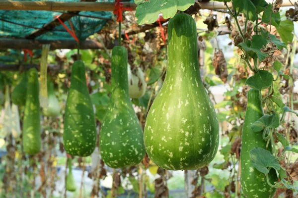 stock image Calabash on their plant