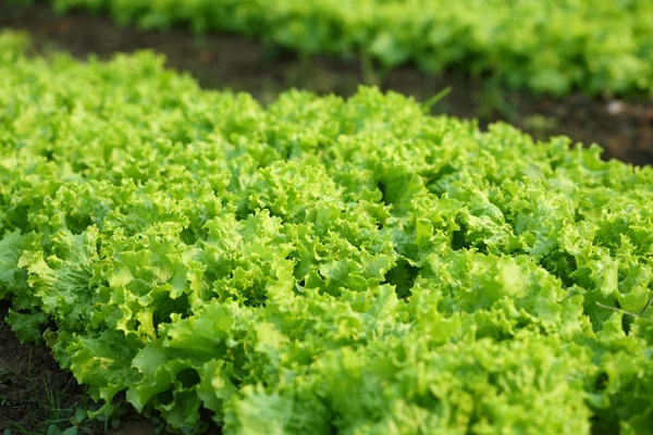 Salatgarten. — Stockfoto