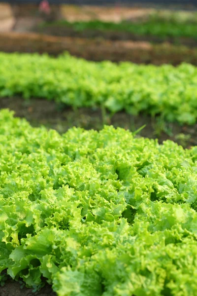 Salad garden. — Stock Photo, Image