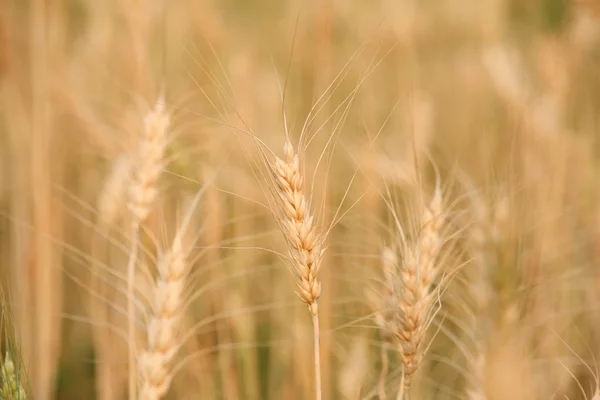 Barley- wheat — Stock Photo, Image