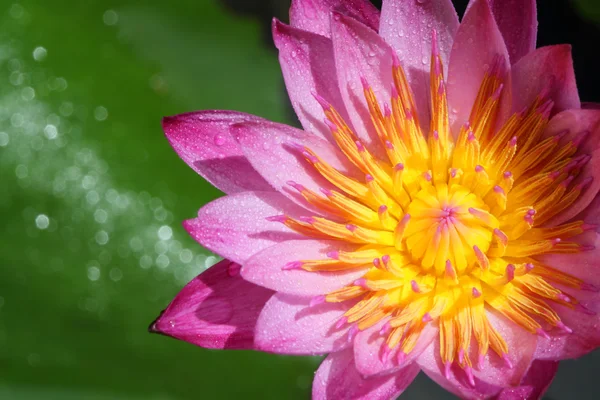 Pink lotus blooming — Stock Photo, Image