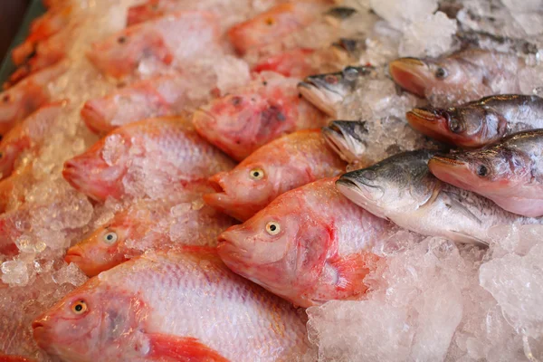 Raw fish on ice — Stock Photo, Image