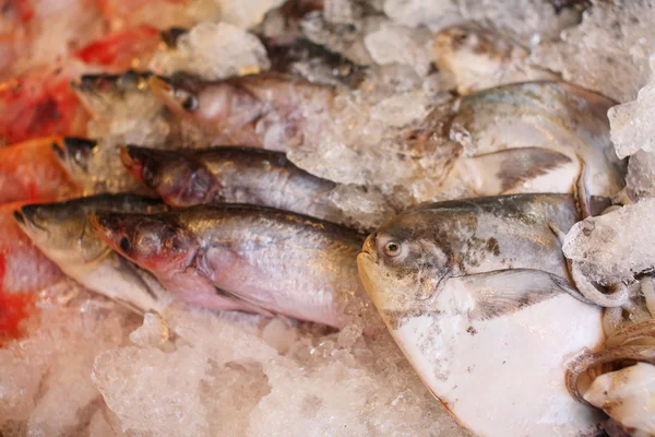 Raw fish on ice — Stock Photo, Image
