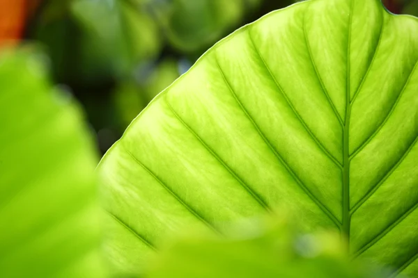 stock image Green leaf