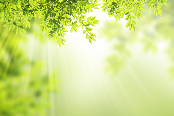 Green abstract tropical leaf background.